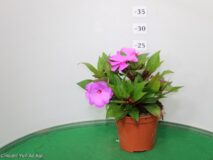 IMPATIENS NUOVA GUINEA VASO 14