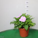 IMPATIENS NUOVA GUINEA VASO 14