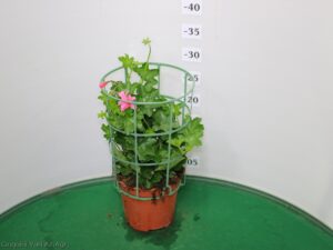 GERANIO PARIGINO VASO 14