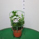 GERANIO PARIGINO VASO 14