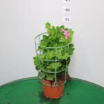 GERANIO PARIGINO VASO 14