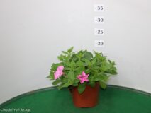 PETUNIA VISTA (BUBBLEGUM) VASO 14