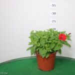 PETUNIA VISTA VASO 14
