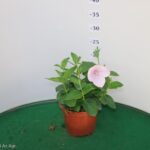 PLATYCODON VASO 14