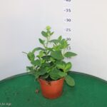 PLATYCODON VASO 14