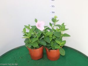 PLATYCODON VASO 14