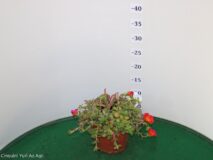 PORTULACA TRIXI VASO 14