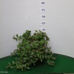 PORTULACA VASO 14