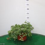 PORTULACA VASO 14