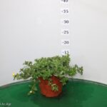 PORTULACA VASO 14