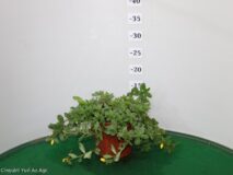 PORTULACA VASO 14