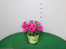 POTUNIA VASO 14