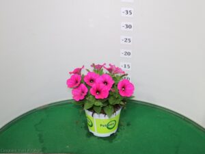 POTUNIA VASO 14