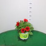 POTUNIA VASO 14