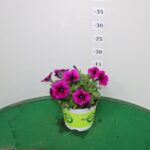 POTUNIA VASO 14