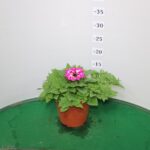PETUNIA PUNTINATA VASO 14
