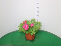 PETUNIA PUNTINATA VASO 14