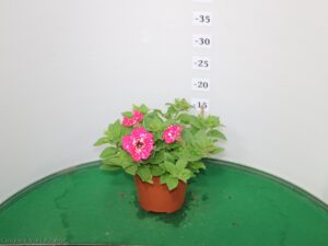 PETUNIA PUNTINATA VASO 14