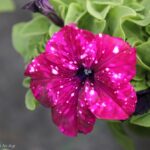 PETUNIA PUNTINATA VASO 14