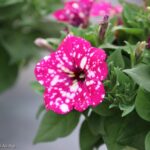 PETUNIA PUNTINATA VASO 14