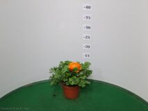 RANUNCOLO VASO 10