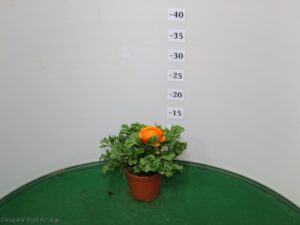 RANUNCOLO VASO 10