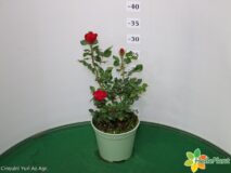 ROSA ZEPETI VASO 14
