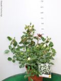 ROSA VASO 17 PAESAGGISTICA (MEILLAND)