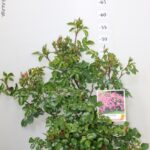 ROSA PAESAGGISTICA MEILLAND