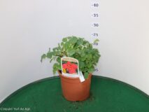 ROSA VASO 17 PAESAGGISTICA (MEILLAND)
