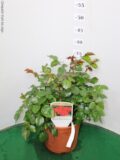 ROSA VASO 17 PAESAGGISTICA (MEILLAND)