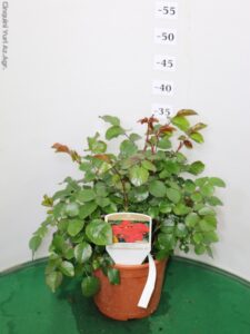 ROSA PAESAGGISTICA MEILLAND
