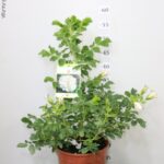 ROSA RUGOSA ANTICA