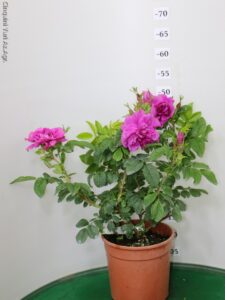 ROSA RUGOSA ANTICA