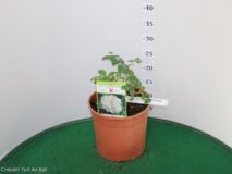 ROSA VASO 19 RUGOSA