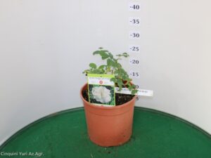 ROSA RUGOSA ANTICA
