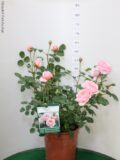 ROSA GRANDEFIORE VASO 22 (DAVID AUSTIN)