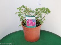 ROSA GRANDEFIORE VASO 22 (DAVID AUSTIN)