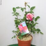ROSA DEI PITTORI DELBARD