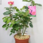 ROSA DEI PITTORI DELBARD