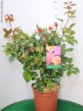 ROSA DEI PITTORI VASO 22 (DELBARD)