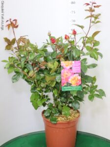ROSA DEI PITTORI DELBARD