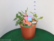 ROSA DEI PITTORI VASO 22 (DELBARD)