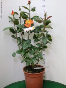 ROSA GRANDEFIORE MEILLAND