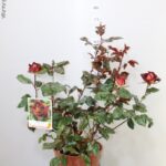ROSA GRANDEFIORE MEILLAND