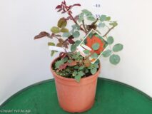 ROSA GRANDEFIORE VASO 22 (MEILLAND)