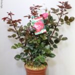 ROSA PROFUMATISSIMA NIRP