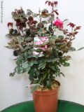 ROSA PROFUMATISSIMA VASO 22 (NIRP)