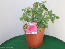 ROSA PROFUMATISSIMA VASO 22 (NIRP)