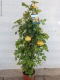 ROSA RAMPICANTE VASO 22 ALTEZZA 120 Cm